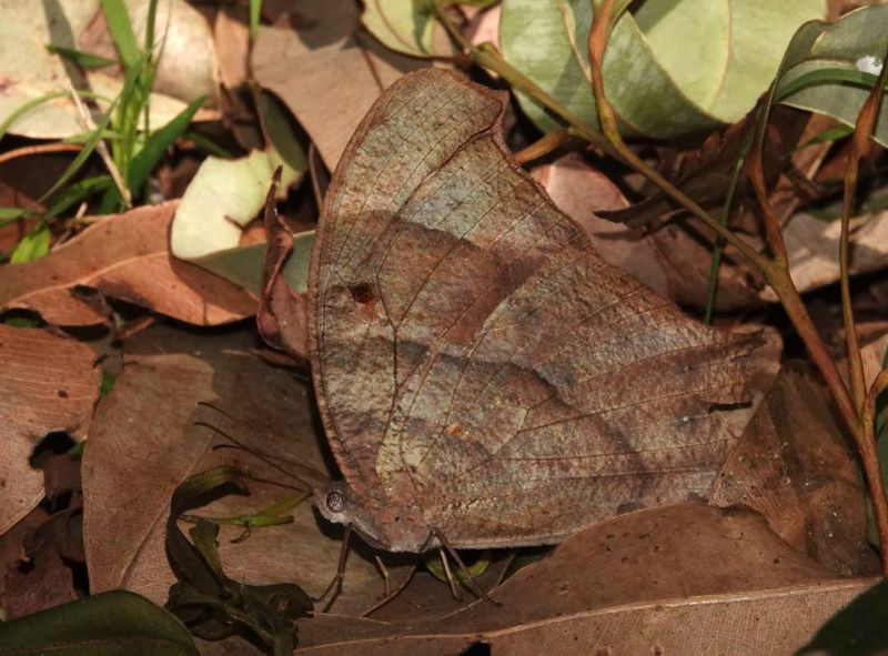 Evening Brown