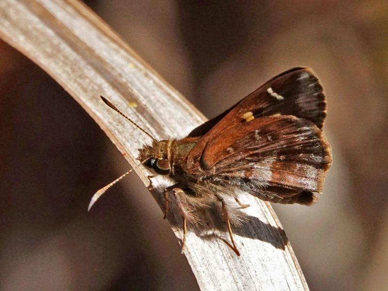 Lilac Grass-skipper