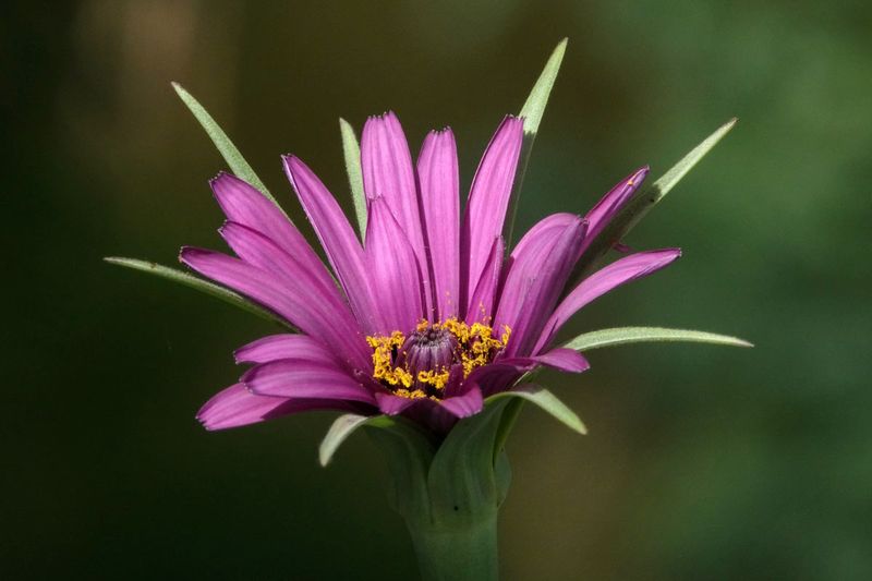 Salsify