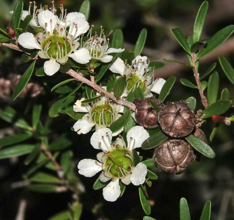 White's Tea-tree