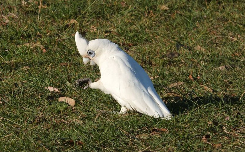 Little Corella