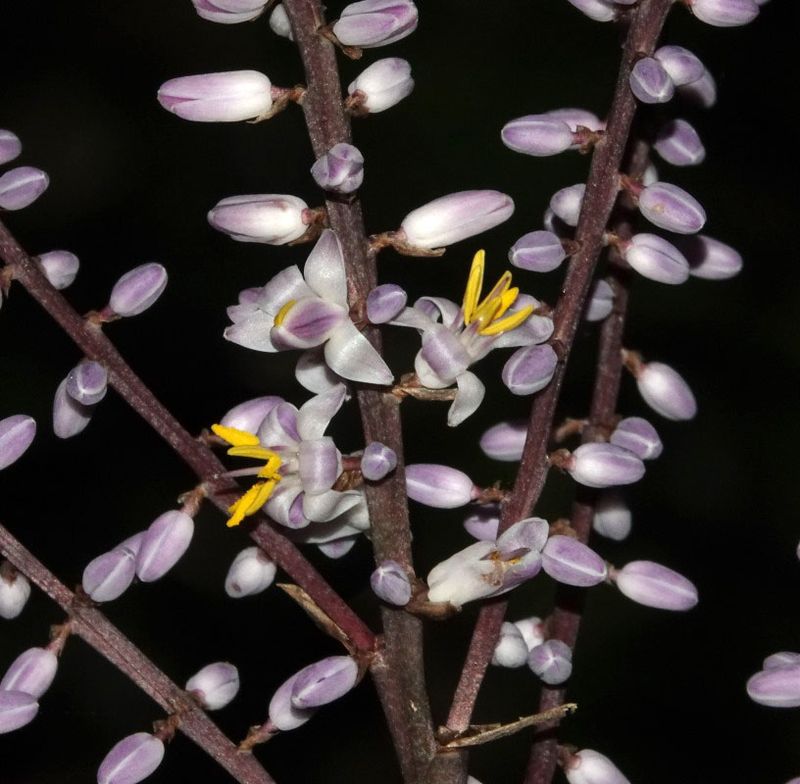 Broad-leaved Palm-lily