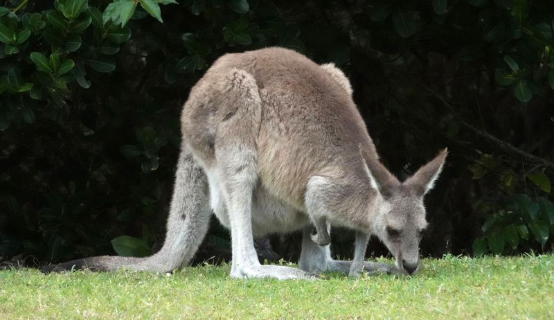 Eastern Grey Kangaroo