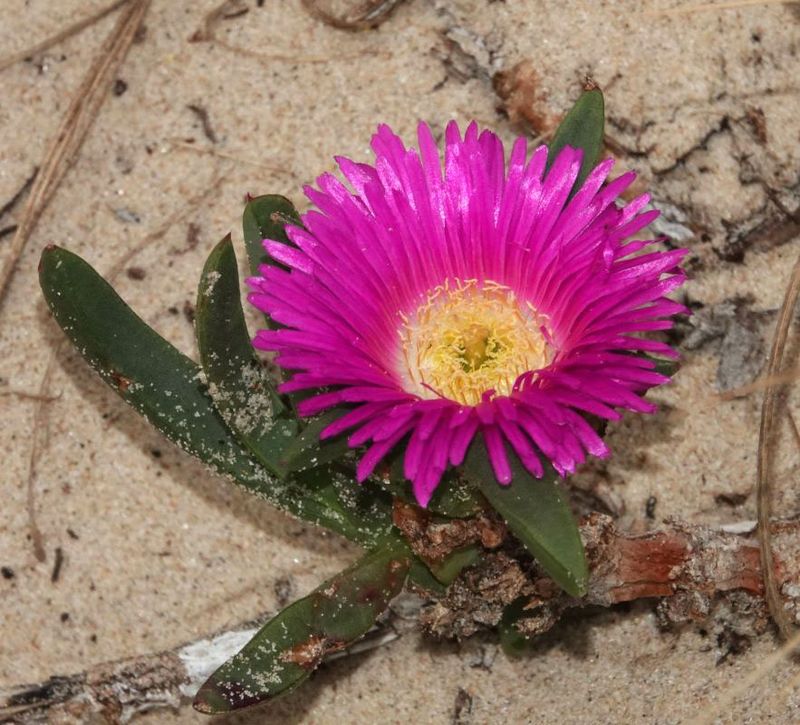 Angular Pigface