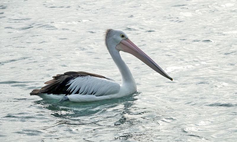 Australian Pelican