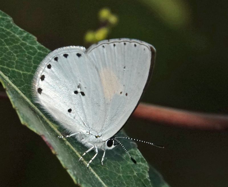 Yellow-spotted Blue