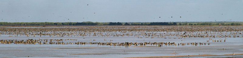 Magpie Geese