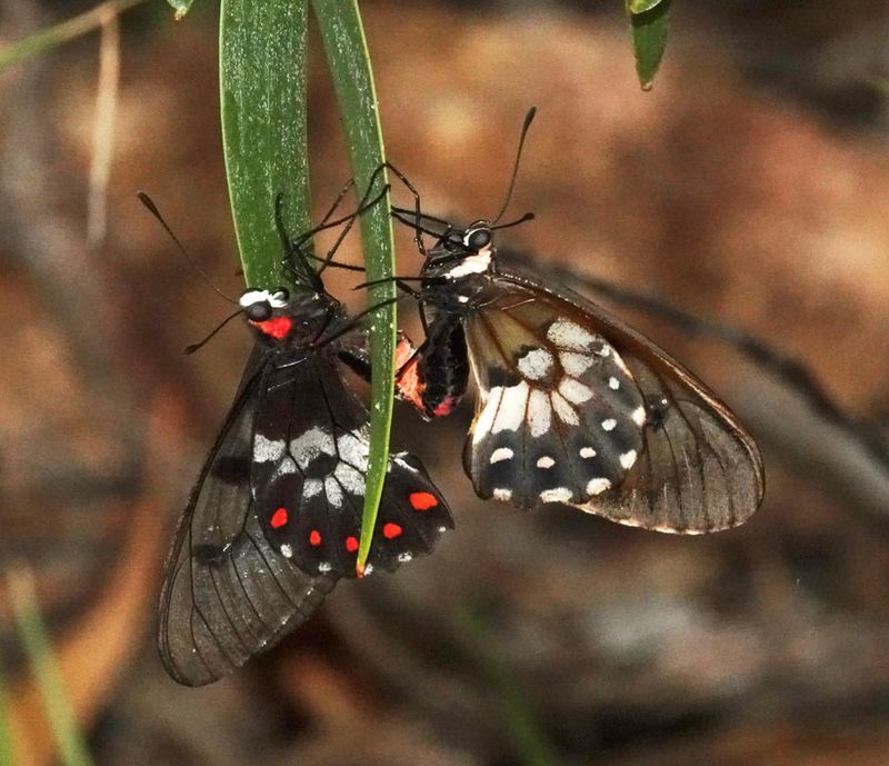 Clearwing Swallowtail pair