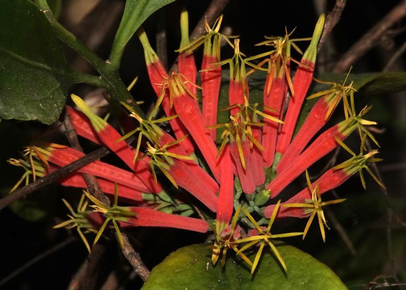 a mistletoe, Amylotheca dictyophleba