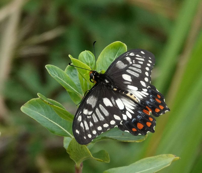 Dainty Swallowtail
