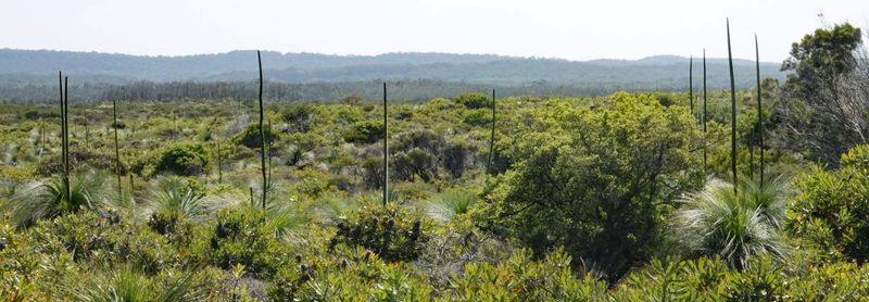 coastal heathland