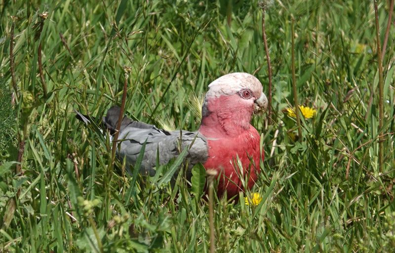 Galah