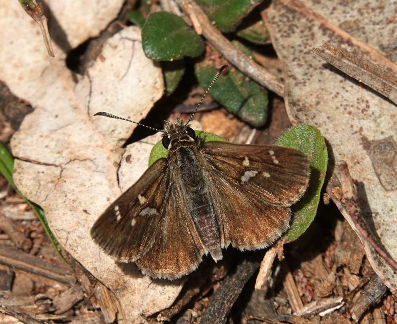 Banded Grass-skipper