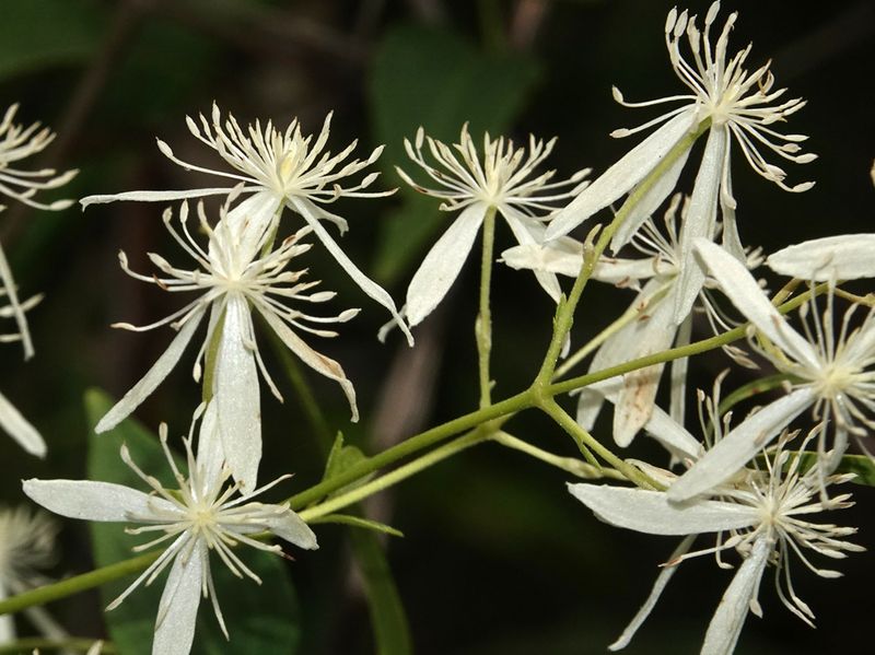 Forest Clematis
