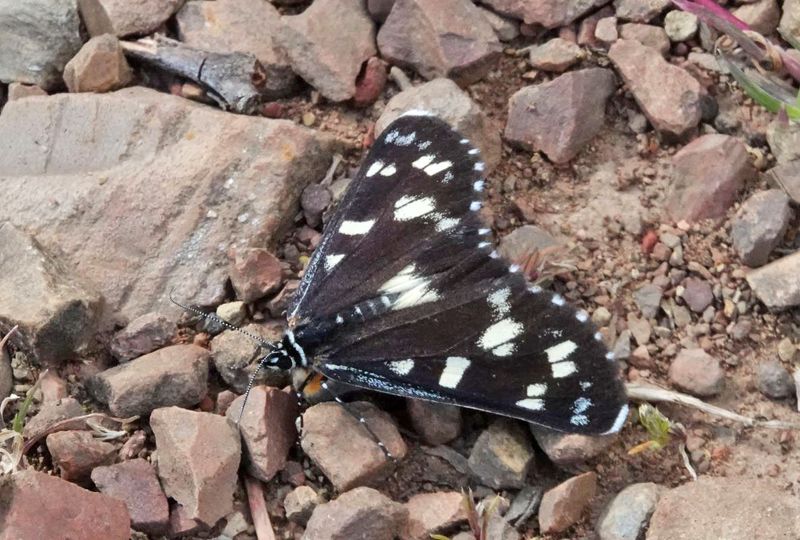 Donovan's Day-moth