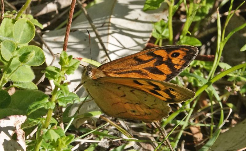 Common Brown