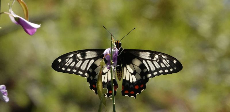 Dainty Swallowtail