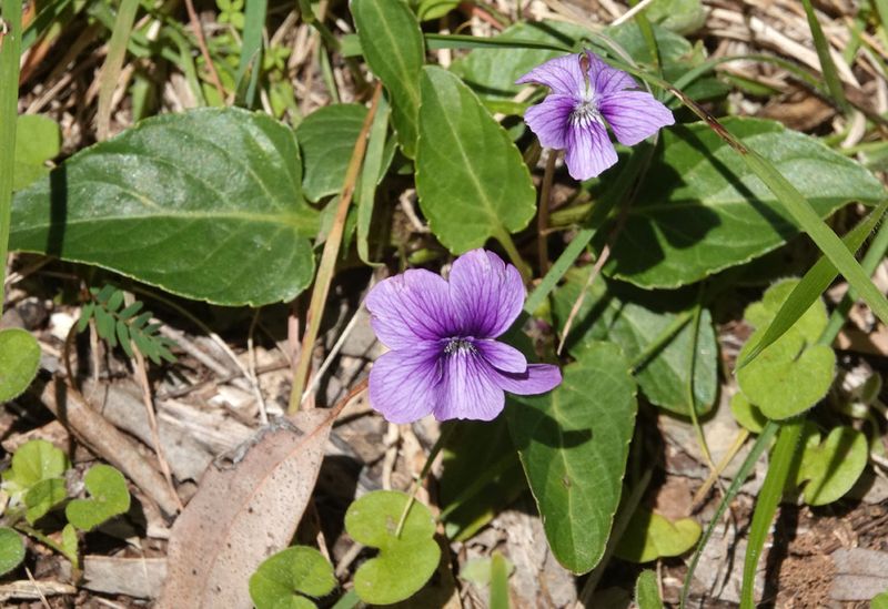 Arrowhead Violet