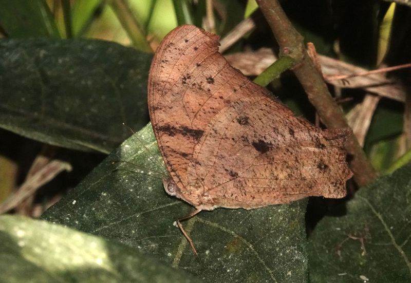 Evening Brown