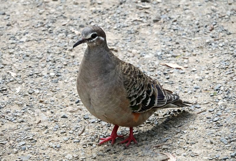 Common Bronzewing