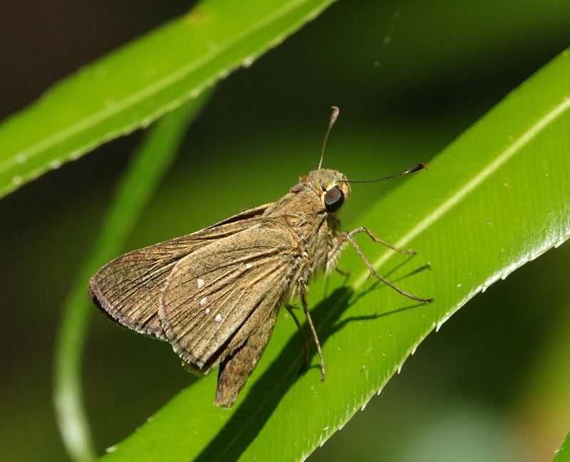 Swift species