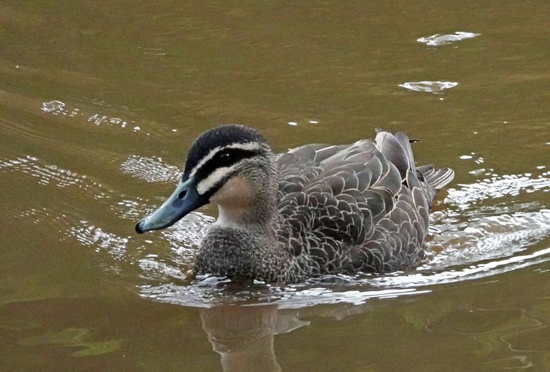 Pacific Black Duck