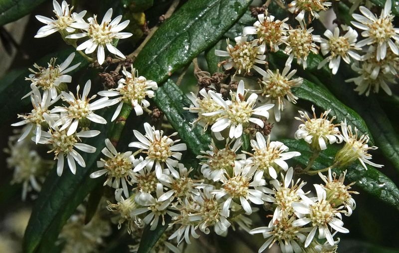 Snowy Daisy-bush