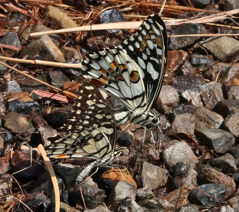 puddling