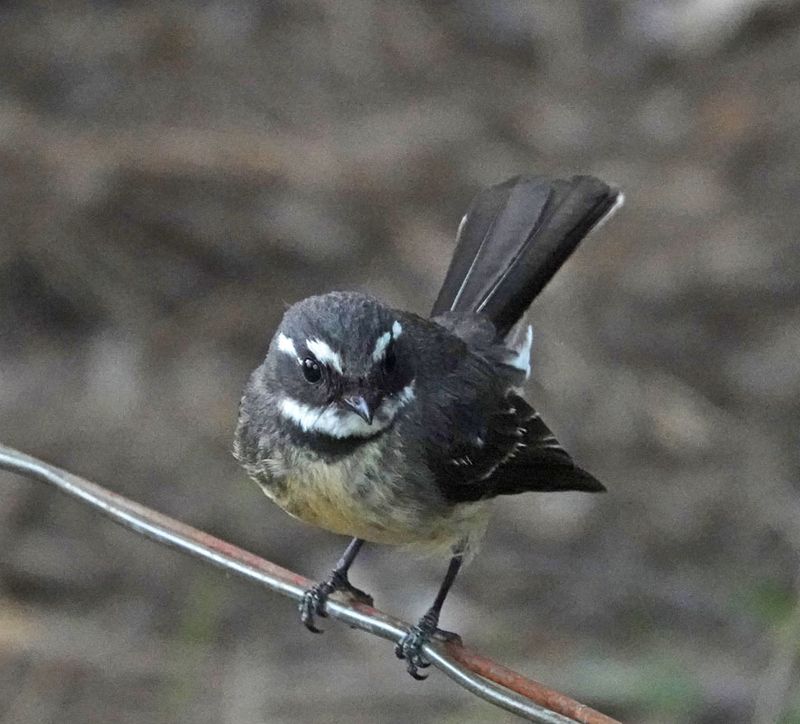 Grey Fantail