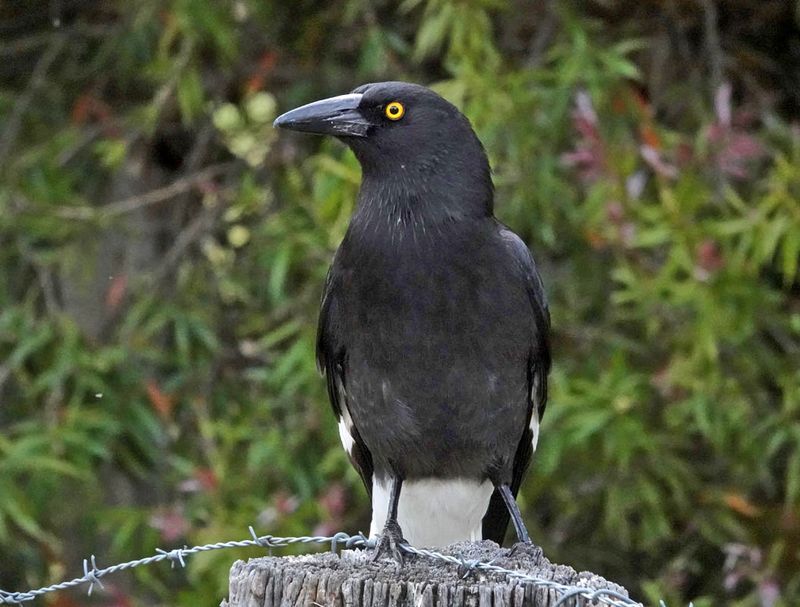 Pied Currawong