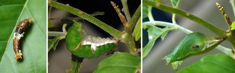Fuscous Swallowtail pupation