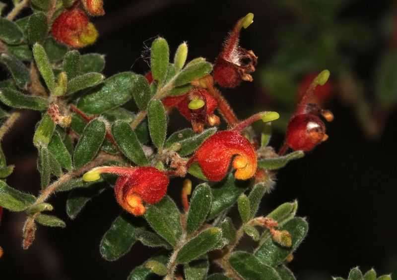 Cat's Claw