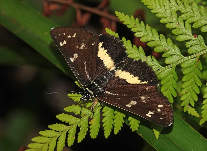 Forest Day-moth