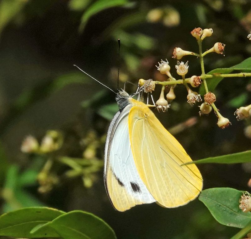 Yellow Albatross