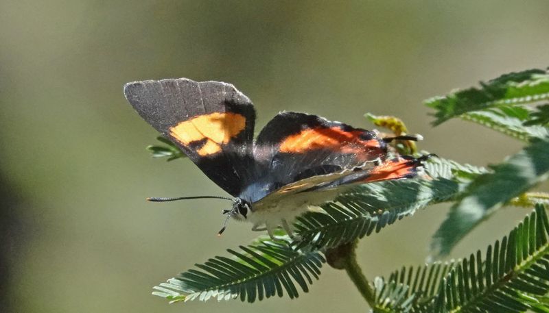 Flame Hairstreak