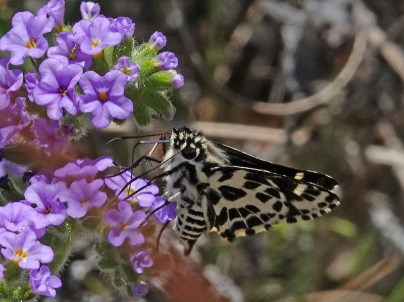 Spotted Sedge-skipper