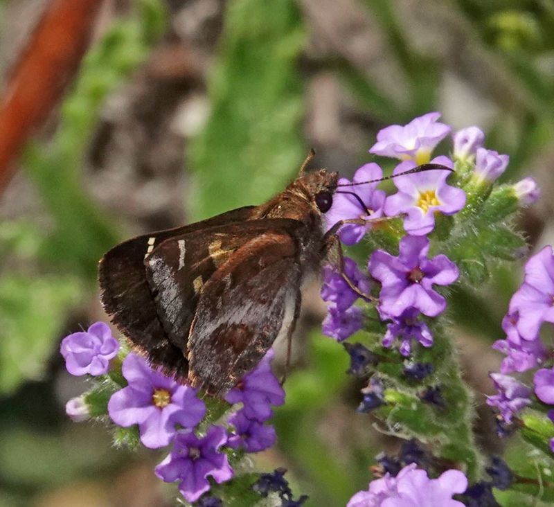 Lilac Grass-skipper
