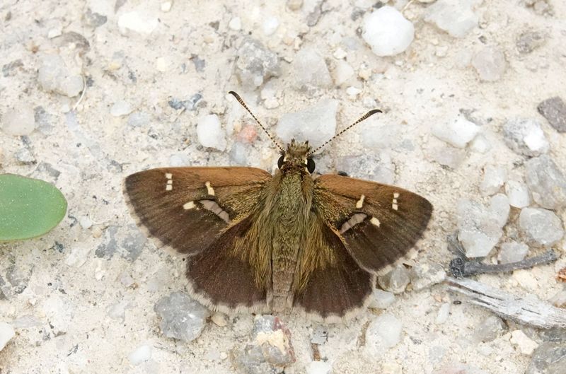 Banded Grass-skipper