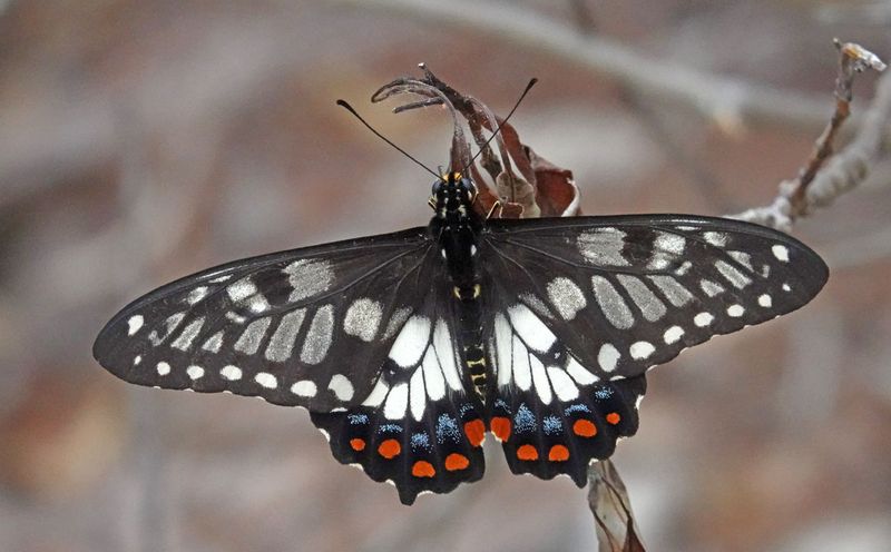 Dainty Swallowtail