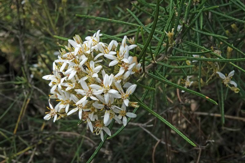 Peninsula Daisy-bush