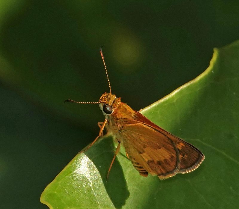 Scrub Darter