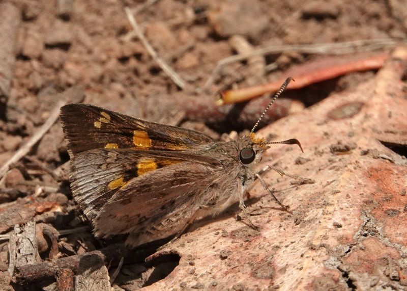 Montane Ochre