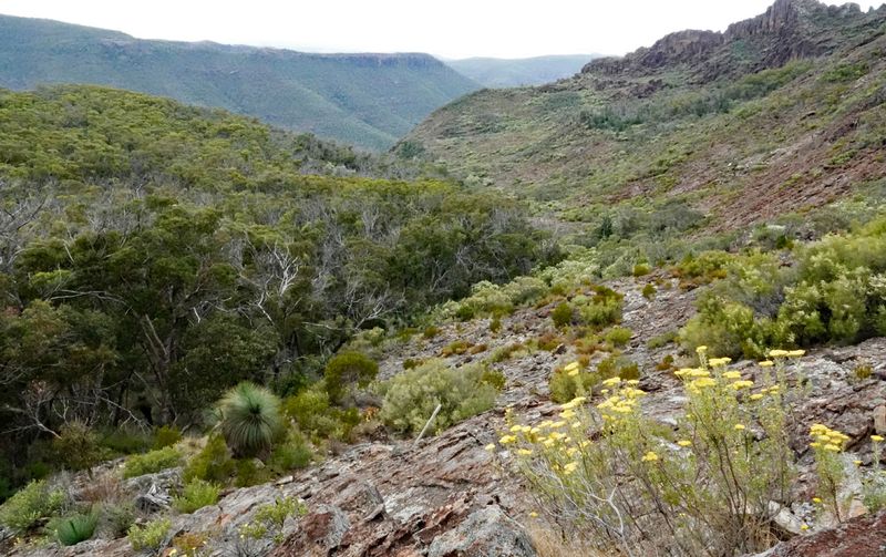 Mount Kaputar National Park
