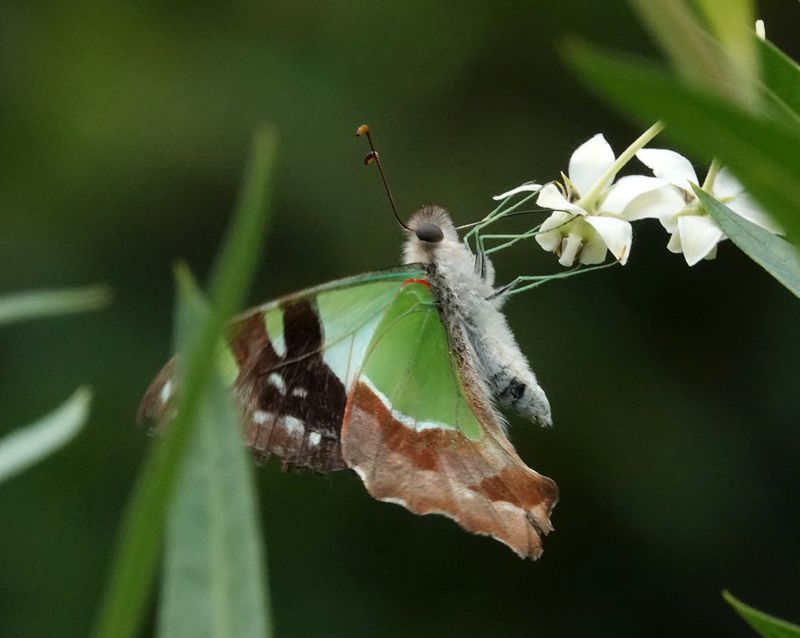 Macleays Swallowtail