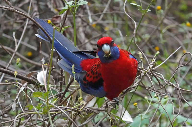 Crimson Rosella