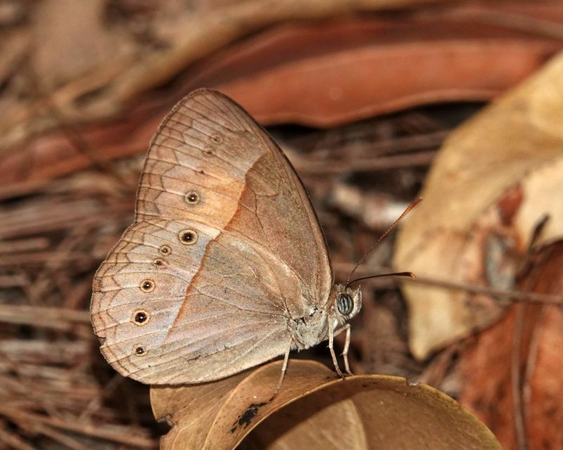 Orange Bush-brown