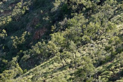 Porcupine Gorge landscape