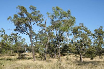 savanna open woodland