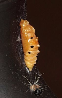 Scarlet Jezebel chrysalis (pupa)