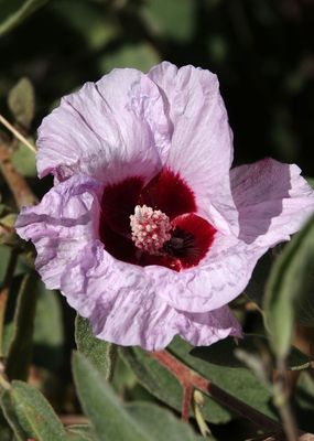 Native Cotton